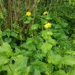 Doronicum pardalianches Habitat