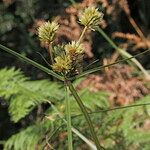 Cyperus rigens Habitus