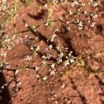 Eriogonum deflexum Cvet