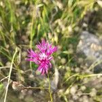 Crupina crupinastrum Flower