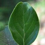 Monimia rotundifolia Blatt