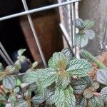 Pilea inaequalis Blad