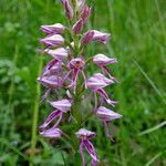 Orchis × spuria ফুল