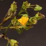 Pterocarpus angolensis Flor