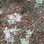 Leucophyllum frutescens Цвят