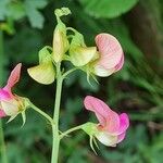 Lathyrus latifoliusKvet