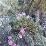 Dianthus rupicola Flower