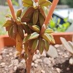 Peperomia asperula Hoja