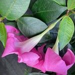 Mandevilla laxa Flower