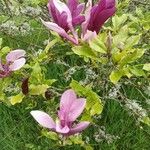 Magnolia liliiflora Цвят