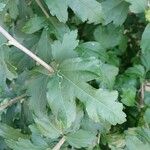 Hibiscus syriacus Blad