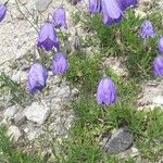 Campanula bertolae Blomma