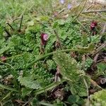 Pedicularis orthantha Hoja