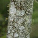 Dombeya pilosa Bark