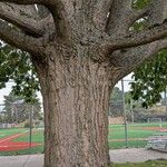 Castanea mollissima Bark