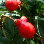 Paullinia elegans Fruit