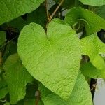 Antigonon leptopus Leaf