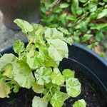 Tropaeolum minus Leaf