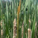 Typha orientalis 花