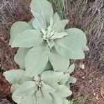 Verbascum phlomoidesBlad