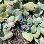 Mertensia maritima Λουλούδι