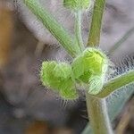 Geranium mascatense 其他