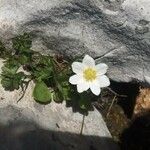 Anemone baldensis Flower