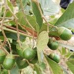 Vitex madiensis Fruto