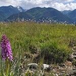 Dactylorhiza majalis 花