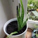 Aloe veraLevél