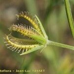 Koelpinia linearis Fruit