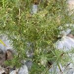 Galium rubrum Hoja