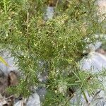 Galium rubrum Feuille