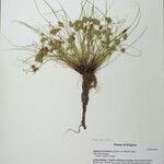 Cyperus hortensis Pokrój