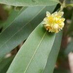 Umbellularia californica 花