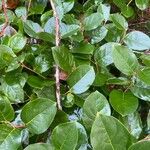 Gaultheria shallon Leaf