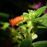 Kohleria spicata Kvet