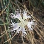 Dianthus broteri Кветка
