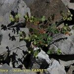 Euphorbia variabilis Hábito