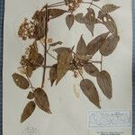 Clematis gouriana 其他