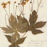 Ranunculus platanifolius Libunga
