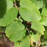 Viburnum lantanoides Leaf