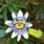 Passiflora caerulea其他