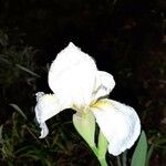 Iris albicans Kwiat