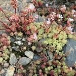 Sedum hirsutum Blad