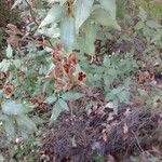 Cistus albidus Frucht