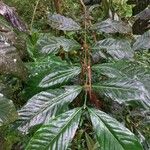 Coffea canephora पत्ता