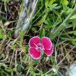 Dianthus chinensis Çiçek
