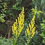 Verbascum lychnitis Flor