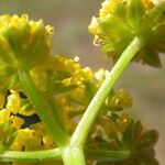 Lomatium cous